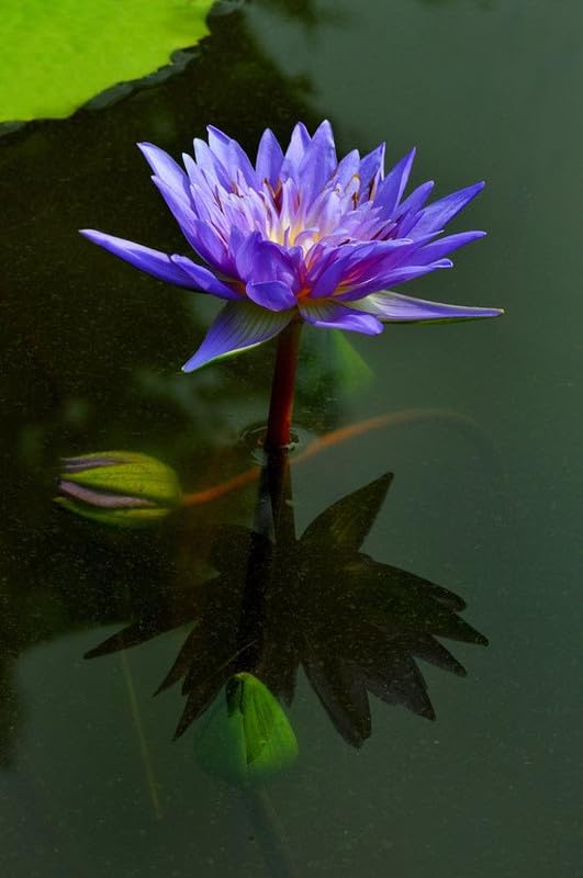 Blue lotus seed, lotus seeds