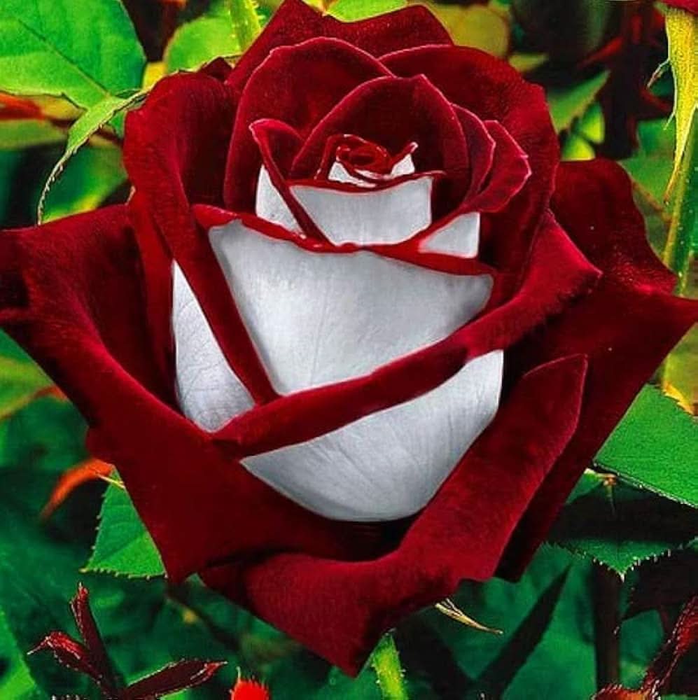 white red flower seeds