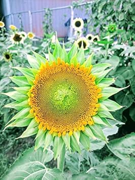 Sea Green Sunflower Perennial Flower Seeds