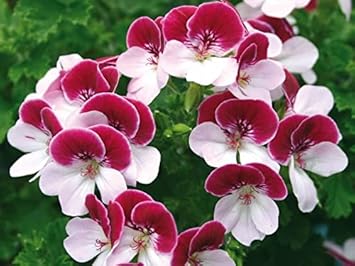 red white flower seeds