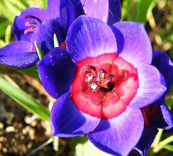 Flower Seeds, Seeds for Planting, Plant Seeds