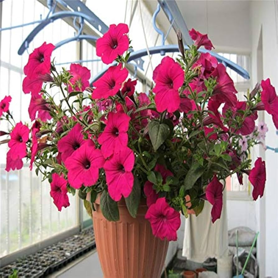 Petunia Flower Seeds for Planting Dark Pink 100 pcs