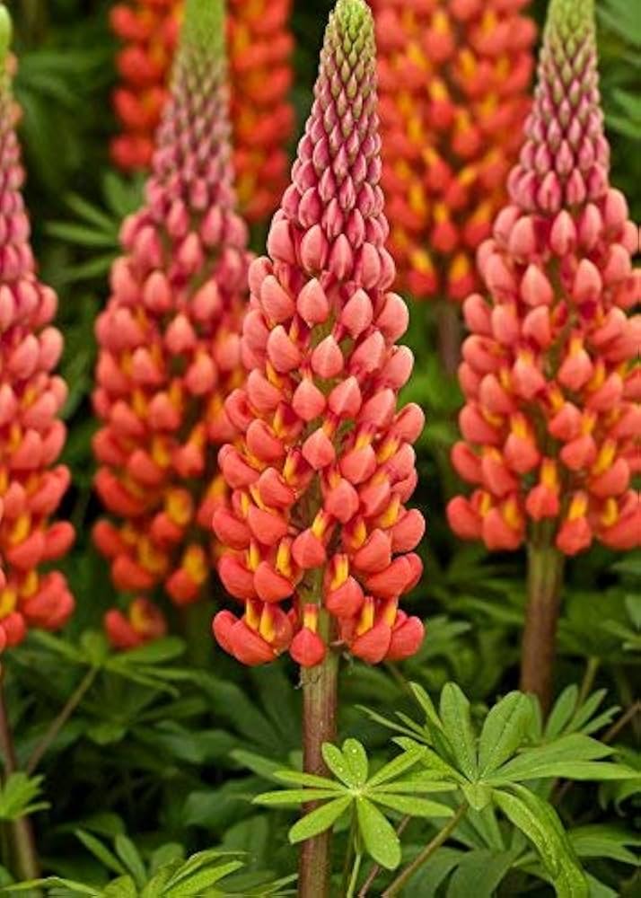 Orange Lupine Flower Seeds for Tall Spikes and Pollinator Garden Planting - Heirloom & Non-GMO Garden Seeds