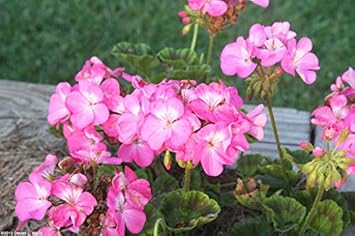 Light Pink Geranium Flores Heirloom Non-GMO Seeds for Planting – Neeraseeds