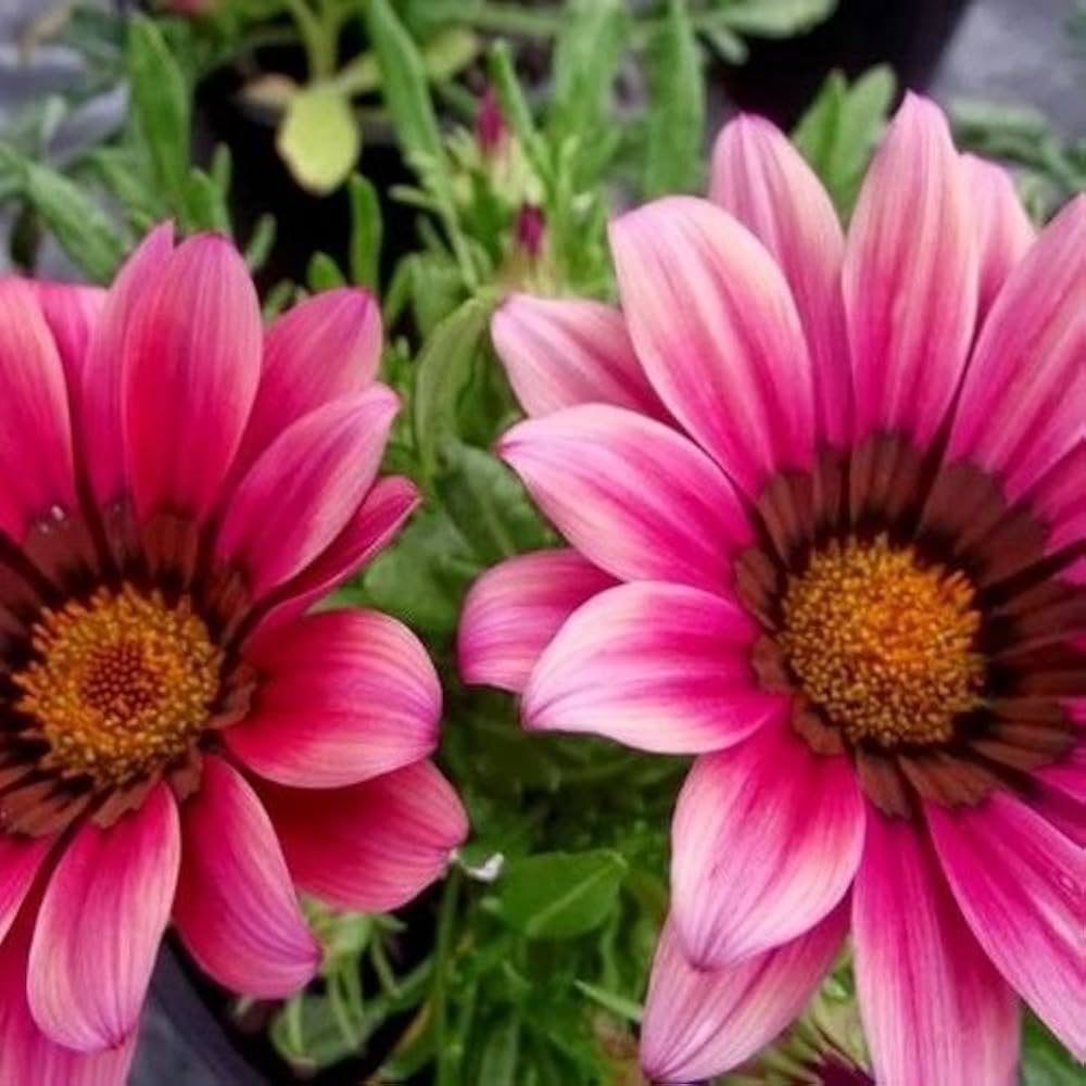 Pink Gazania Rigens blomsterfrø til plantning - 100 stk