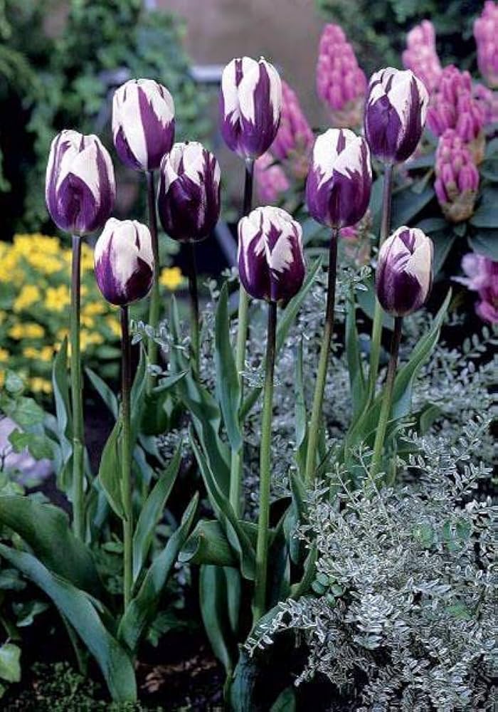 Violet White Tulip Flower Seeds for Garden – Heirloom, Non-GMO, Colorful Blooms