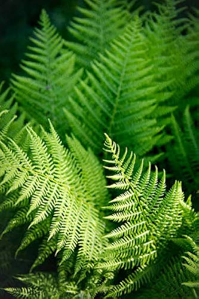 Fern Plant Seeds for Planting Green 100 pcs