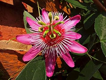 Flower Seeds, Seeds for Planting, Plant Seeds