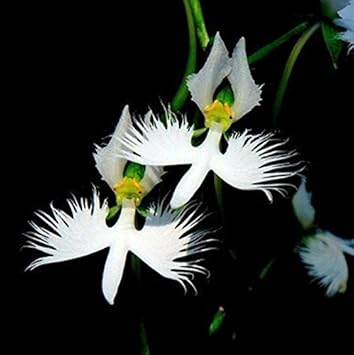 Flower Seeds, Seeds for Planting, Plant Seeds