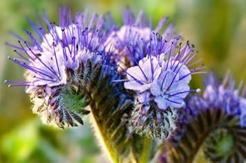 purple phacelia flower seeds