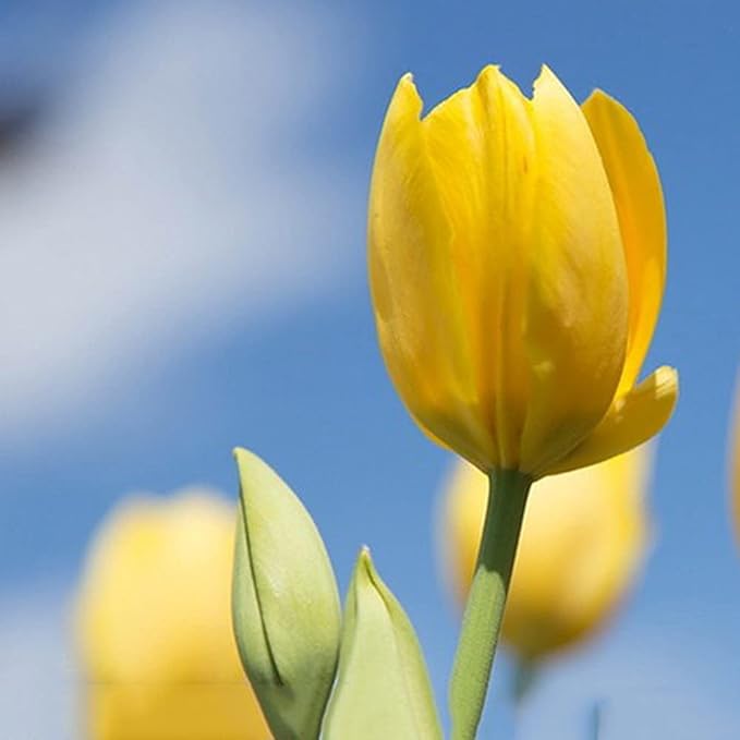 Organic Heirloom Non-GMO Light Yellow Tulip Seeds for Planting – Spring Blooms
