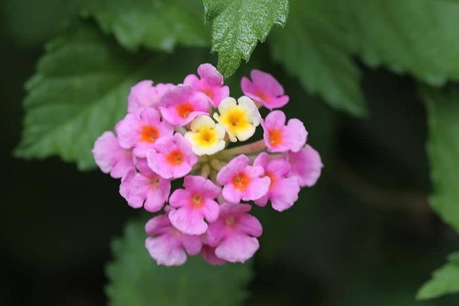Feston Rose Lantana Flower Seeds for Planting – Heirloom, Non-GMO Garden Seeds