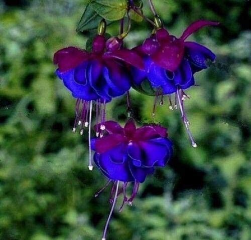 Fuchsia Blue Purple Flower Seeds for Planting 100 pcs