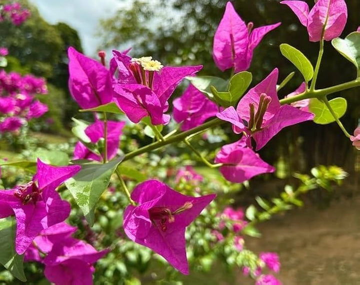 Bougainvillea Blomsterfrø til udplantning - Soft Pink 100 stk