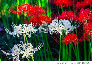 Flower Seeds, Seeds for Planting, Plant Seeds