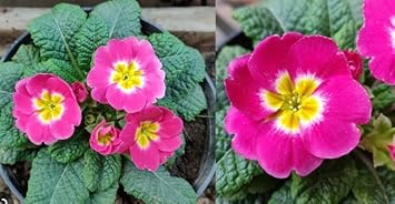 Flower Seeds, Seeds for Planting, Plant Seeds