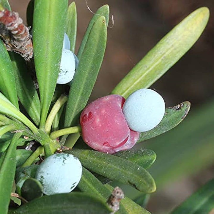 Podocarpus Macrophyllus Plantefrø til udplantning 100 stk