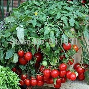 Vegetable Seeds, Seeds for Planting, Plant Seeds