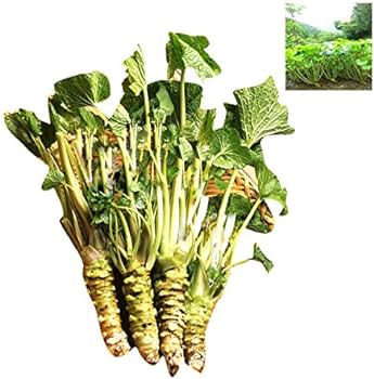 Green Horseradish Seeds for Planting - 100 pcs