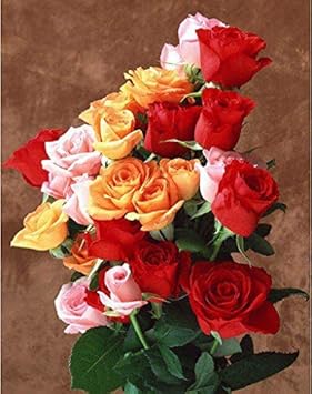 rose seed replica Multi Colored Rose Seeds – Heirloom, Non-GMO, High Germination Organic – Neeraseeds