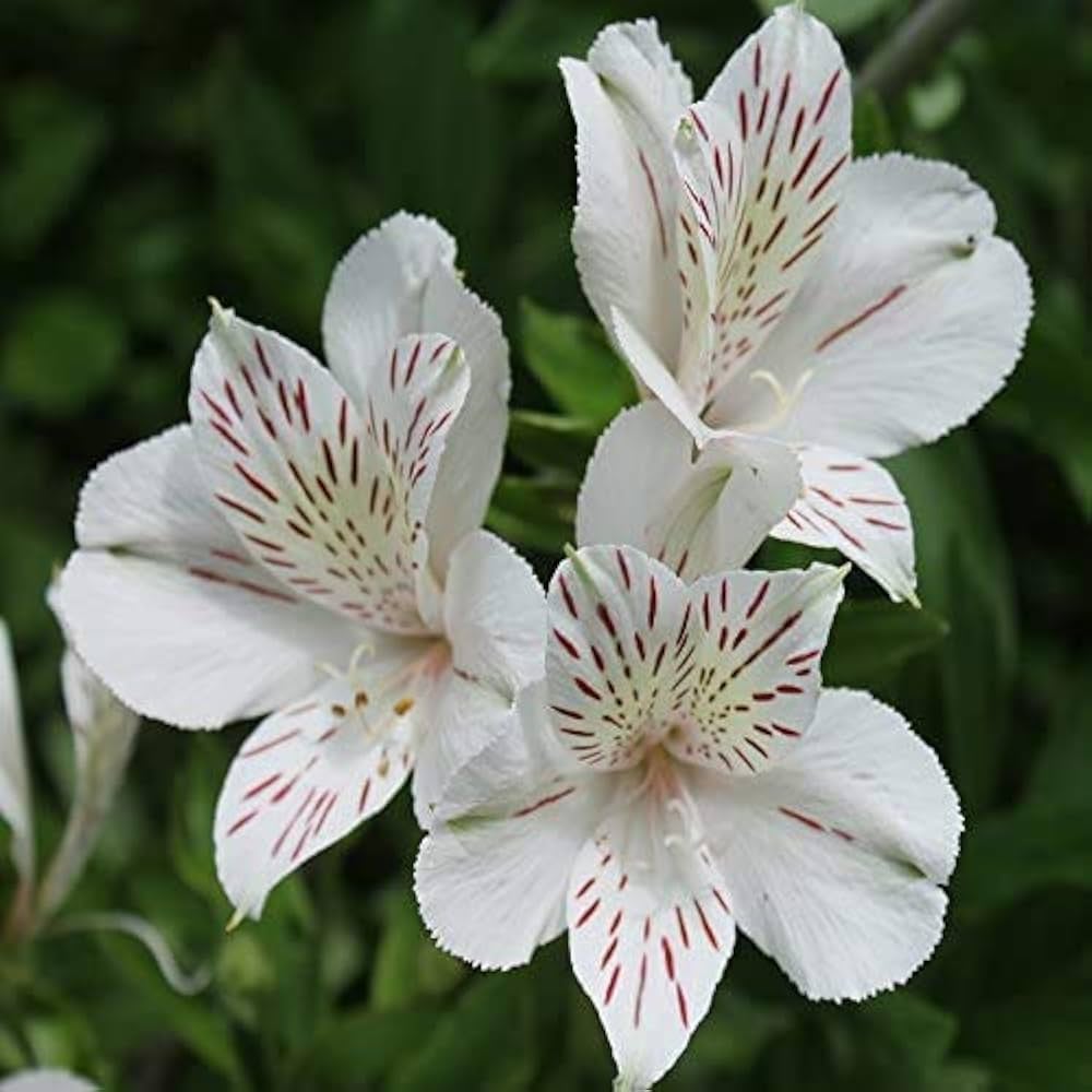 Hvide Alstroemeria blomsterfrø til plantning - 100 stk