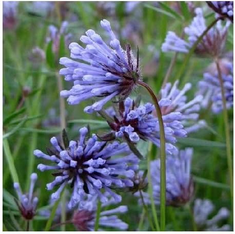 Organic Heirloom Non-GMO Blue Woodruff Seeds for Planting | Fragrant High Germination Organic Garden Seeds