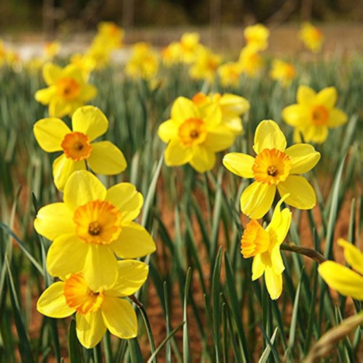 Lysegul Orange Påskelilje Blomsterfrø 100 stk