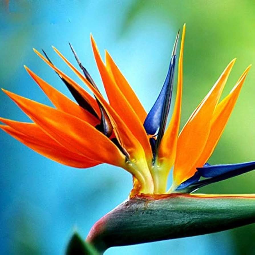 paradise flower flower seeds