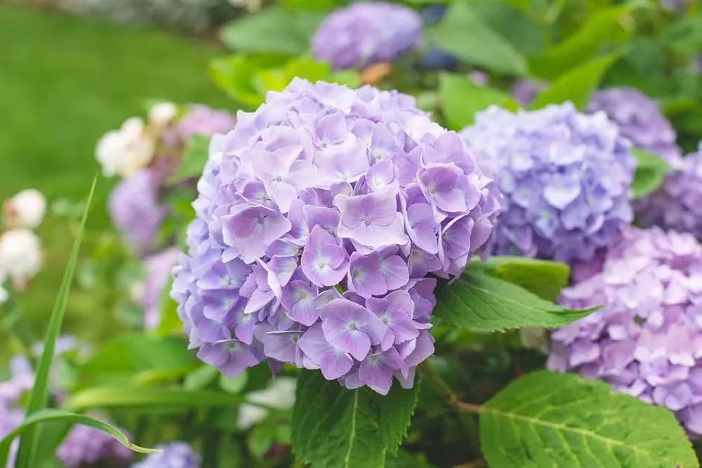 hydrangea hydrangea flower seeds