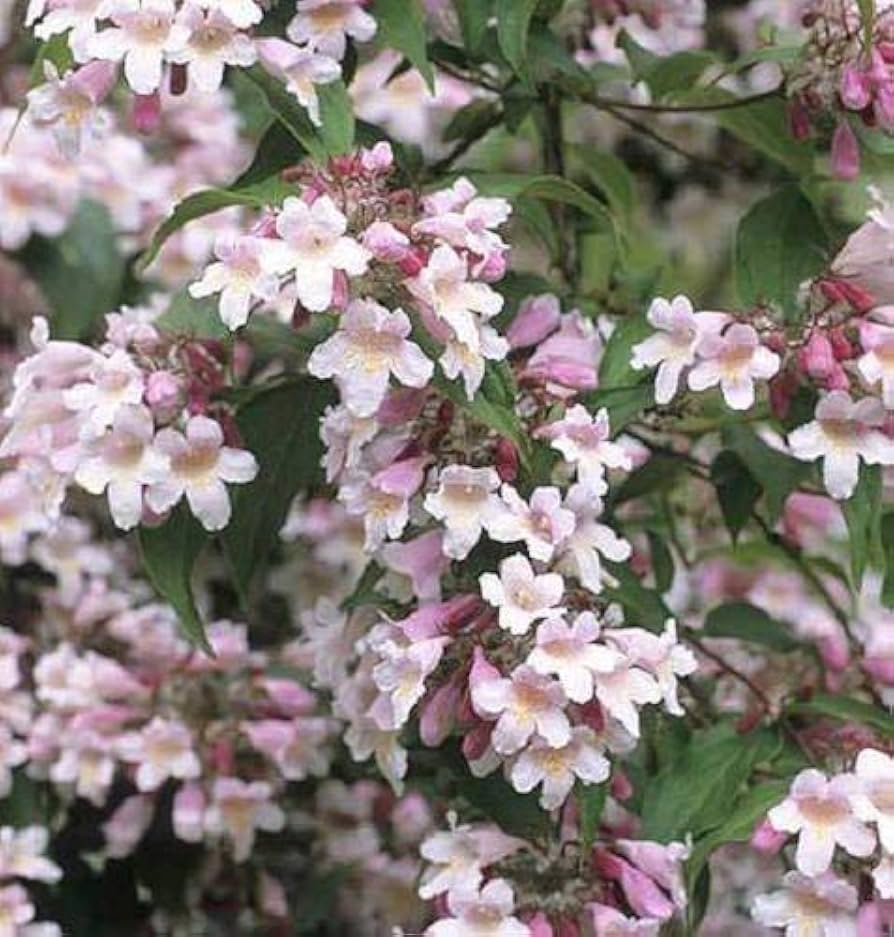 beauty bush flower seeds