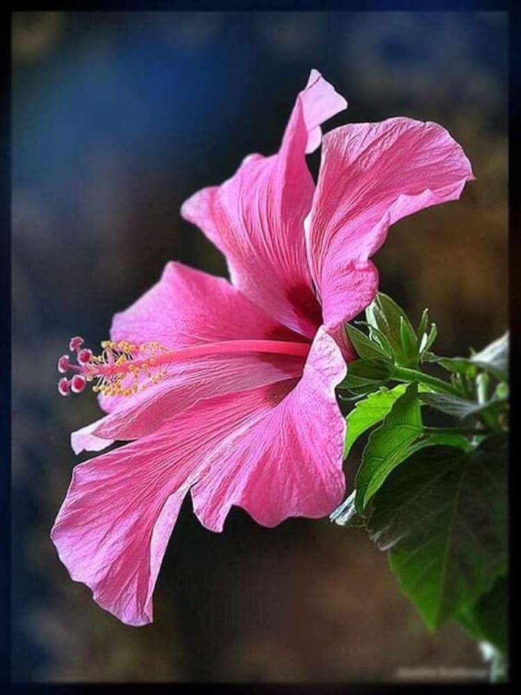 chinese rose flower seeds