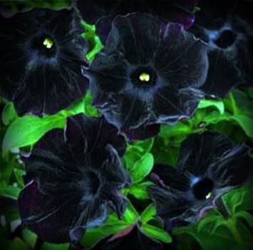 Flower Seeds, Seeds for Planting, Plant Seeds