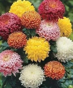 chrysanthemum flower flower seeds