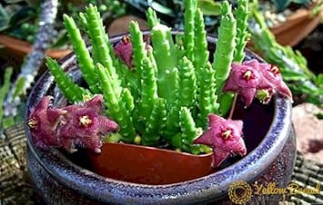 Flower Seeds, Seeds for Planting, Plant Seeds