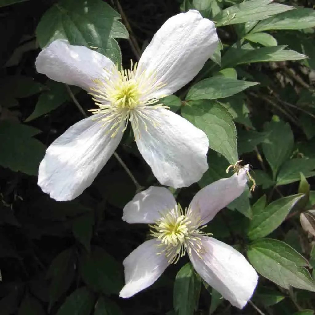 white clematis flower seeds
