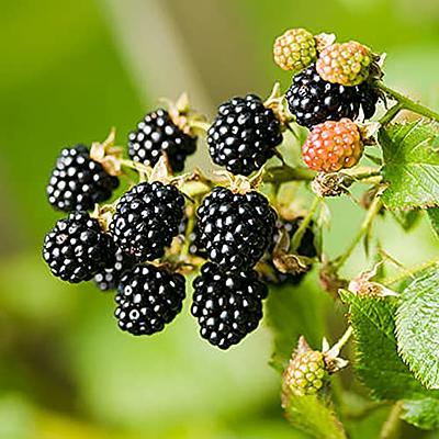 Dewberry eller BlackBerry Plantefrø til udplantning - 100 stk