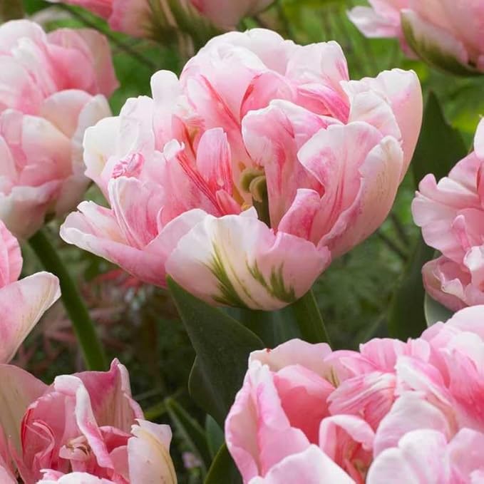 tulip double flower seeds