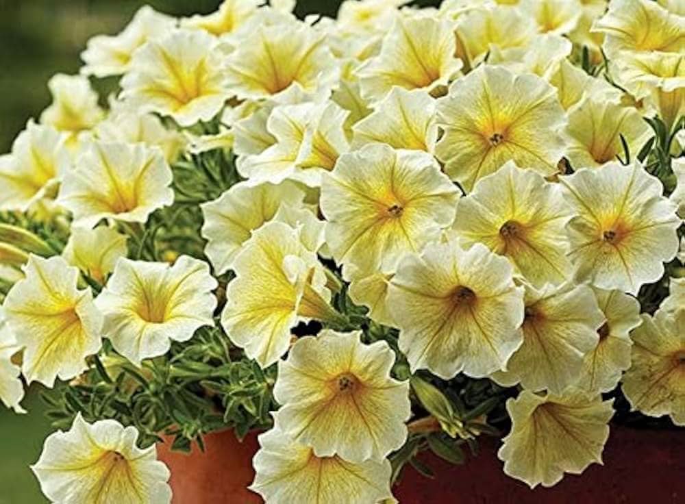 yellow petunia flower seeds