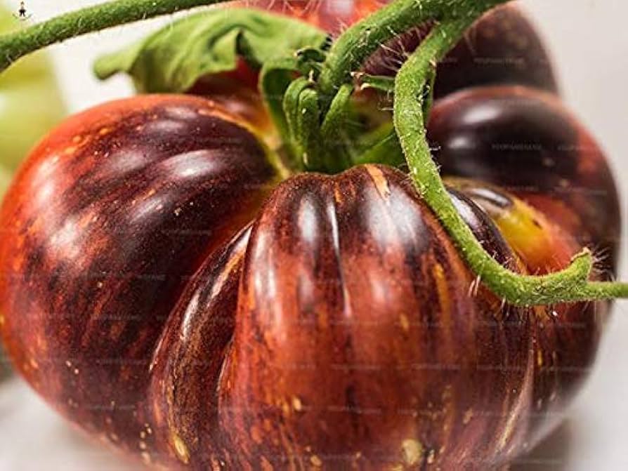 Brown Giant Tomato Seeds for Planting, heirloom & Non-GMO Seeds