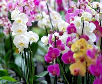 Flower Seeds, Seeds for Planting, Plant Seeds