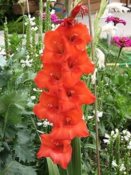 Flower Seeds, Seeds for Planting, Plant Seeds