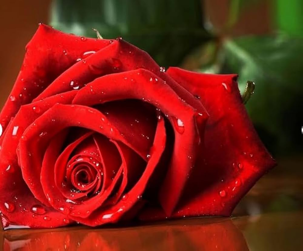red burgundy flower seeds