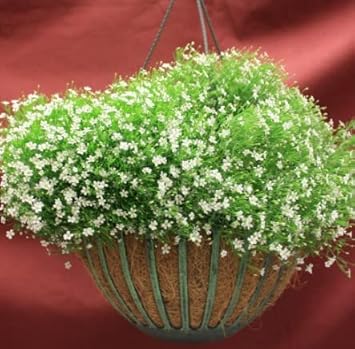 green heirloom flower seeds