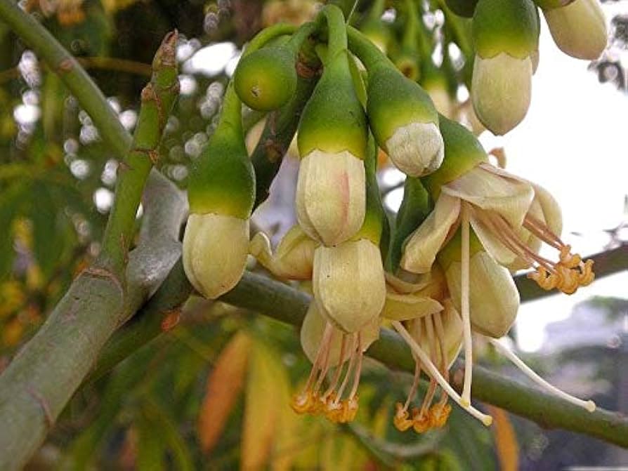 Grønne Ceiba Pentandra blomsterfrø til plantning - 100 stk