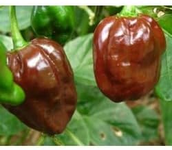 Chocolate Moruga Scorpion Pepper Seeds for Planting