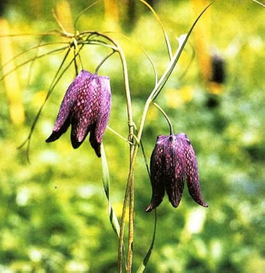 black fritillaria flower seeds