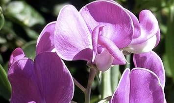 Flower Seeds, Seeds for Planting, Plant Seeds