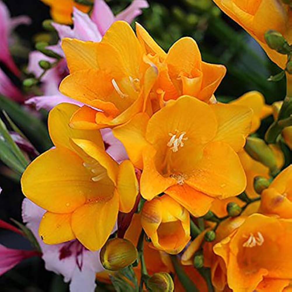 freesia freesia flower seeds