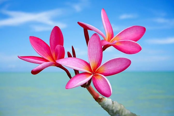 Plumeria Frangipani Exotic Flowering Plants And Hawaiian Lei Decoration Flower Seeds Home