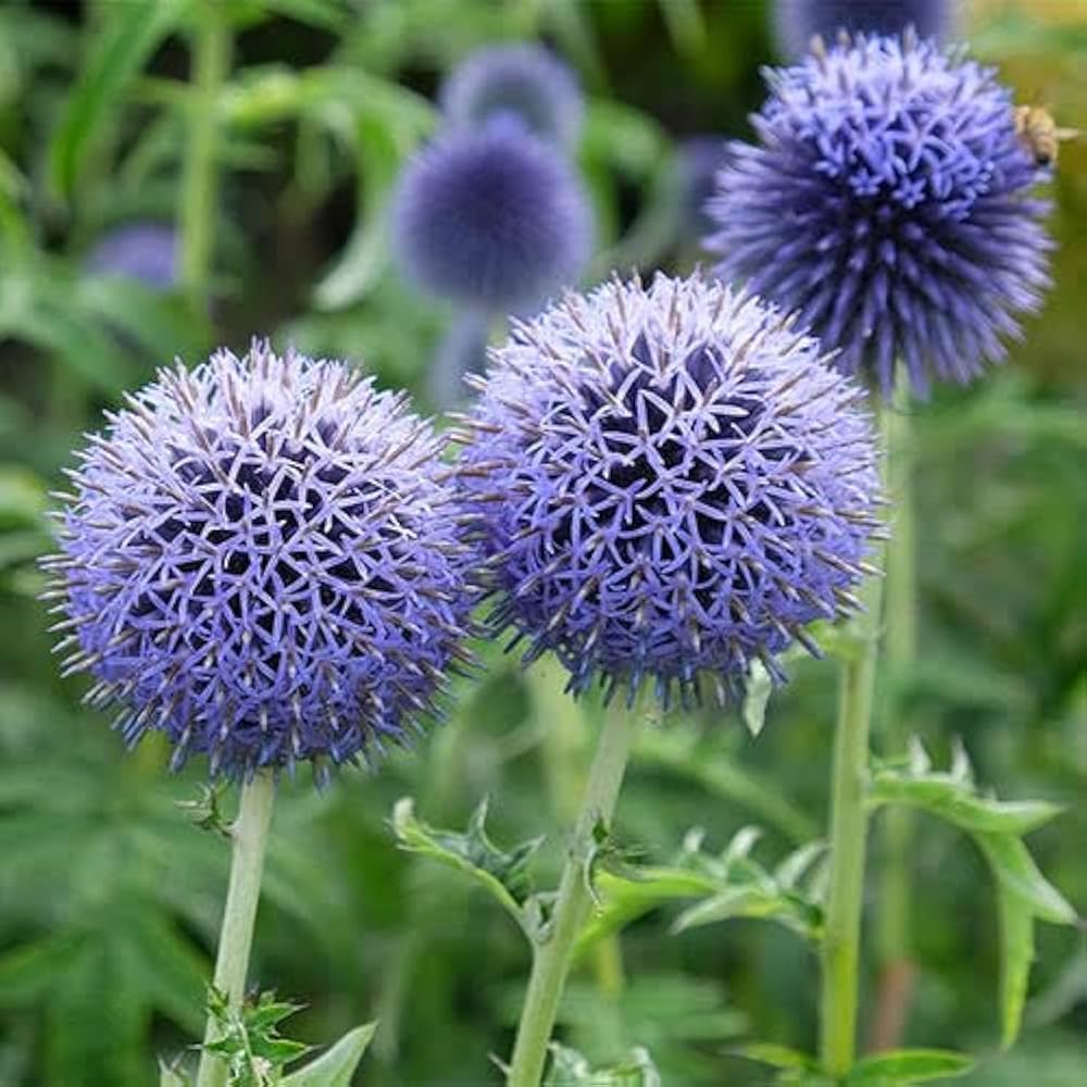 Blue Echinops Ritro Plant Seeds for Planting - 100 pcs